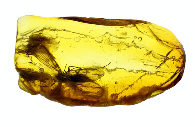 翅を大きく広げたトビケラが内包された、希少なバルト海産琥珀（Amber）（その7）