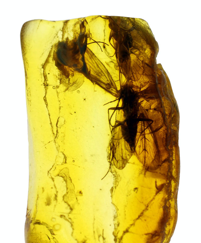 翅を大きく広げたトビケラが内包された、希少なバルト海産琥珀(Amber)(その8)