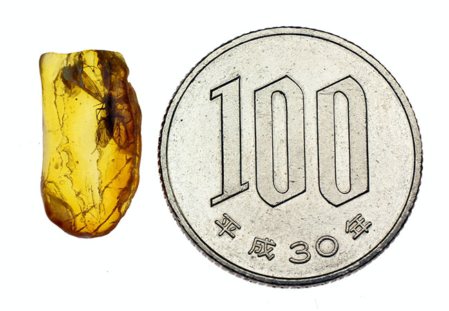 翅を大きく広げたトビケラが内包された、希少なバルト海産琥珀(Amber)(その9)