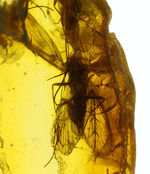 翅を大きく広げたトビケラが内包された、希少なバルト海産琥珀（Amber）