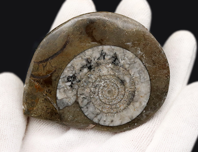 古生代デボン紀の地層より採集された、巻数の多い特徴的な頭足類の殻の化石（その3）