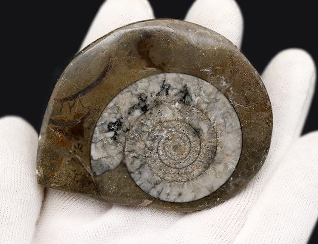 古生代デボン紀の地層より採集された、巻数の多い特徴的な頭足類の殻の化石(その3)