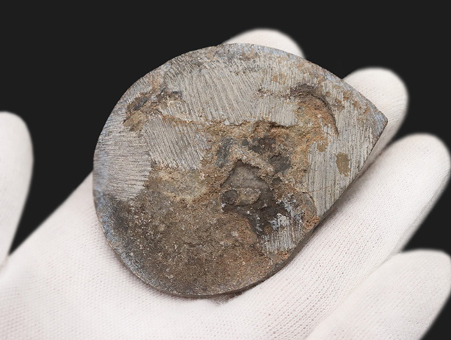 古生代デボン紀の地層より採集された、巻数の多い特徴的な頭足類の殻の化石（その4）