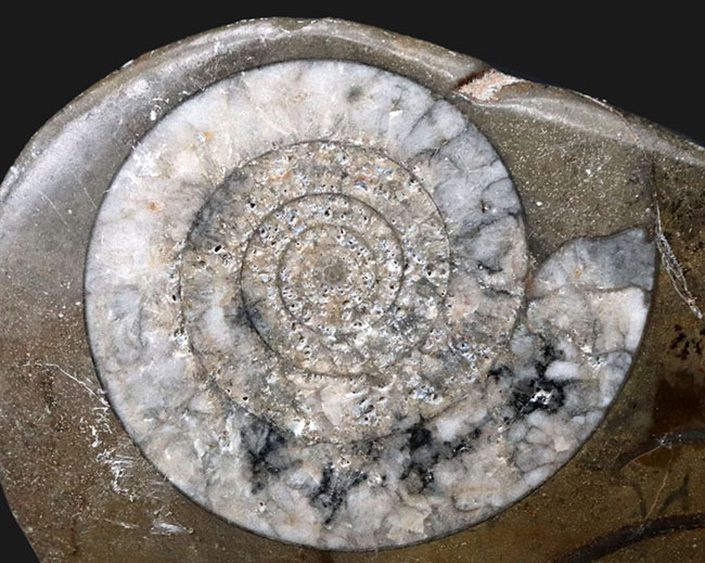 古生代デボン紀の地層より採集された、巻数の多い特徴的な頭足類の殻の化石（その5）
