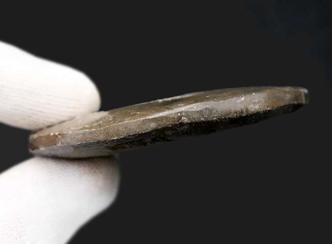 古生代デボン紀の地層より採集された、巻数の多い特徴的な頭足類の殻の化石（その6）