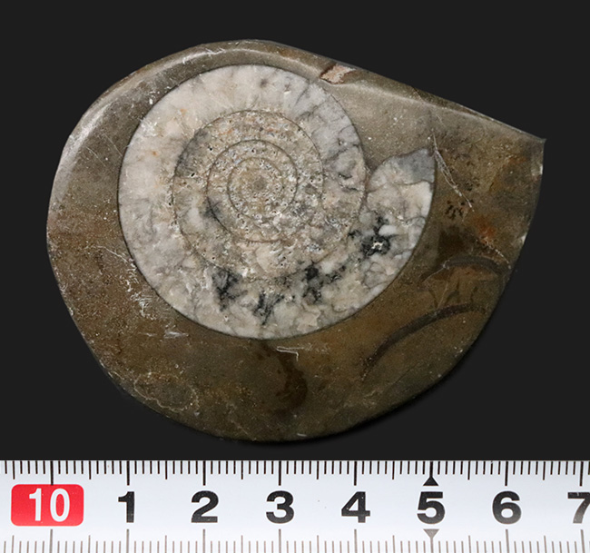 古生代デボン紀の地層より採集された、巻数の多い特徴的な頭足類の殻の化石（その7）