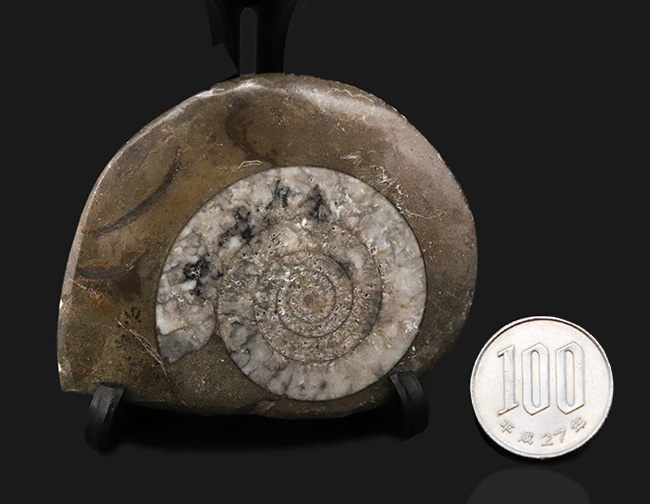 古生代デボン紀の地層より採集された、巻数の多い特徴的な頭足類の殻の化石（その8）
