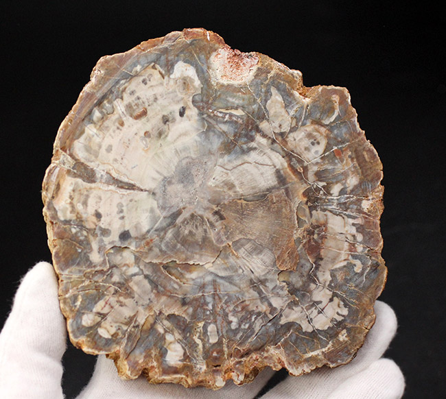 濃淡あるブラウンが作り出す複雑で美しい断面の模様にご注目！三畳紀、約２億４８００万年前の木の化石、その名は珪化木（Petrified wood）（その10）