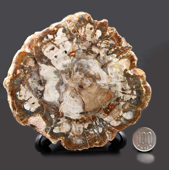 濃淡あるブラウンが作り出す複雑で美しい断面の模様にご注目！三畳紀