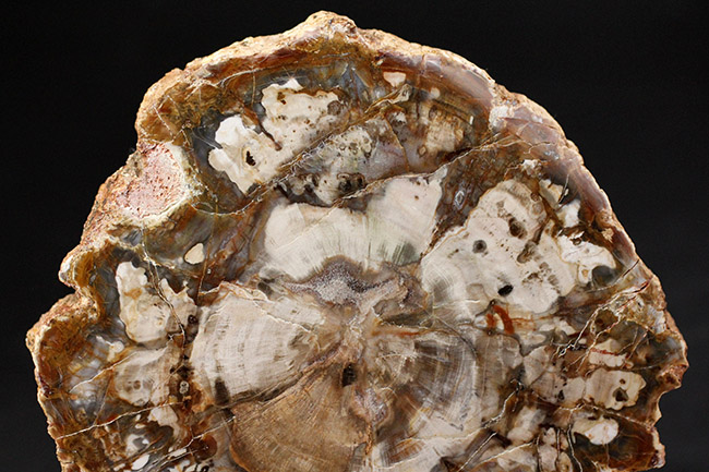 濃淡あるブラウンが作り出す複雑で美しい断面の模様にご注目！三畳紀、約２億４８００万年前の木の化石、その名は珪化木（Petrified wood）（その3）