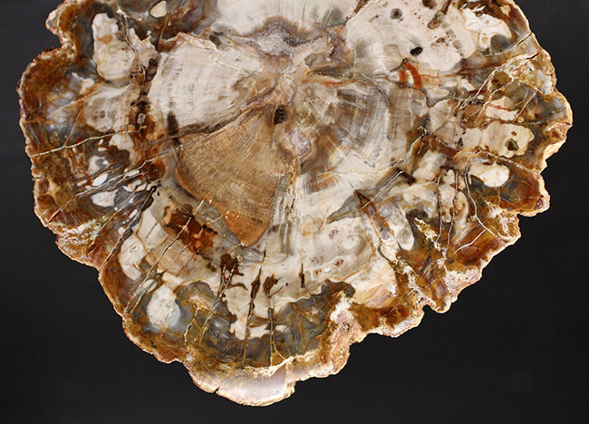 濃淡あるブラウンが作り出す複雑で美しい断面の模様にご注目！三畳紀、約２億４８００万年前の木の化石、その名は珪化木（Petrified wood）（その4）