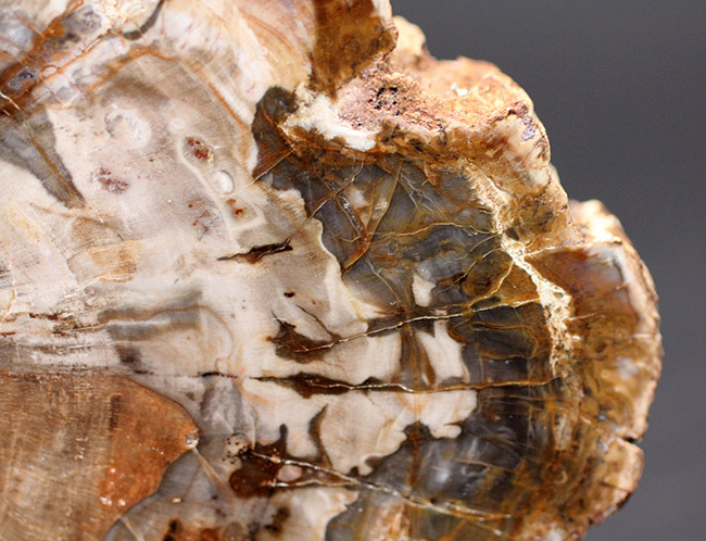 濃淡あるブラウンが作り出す複雑で美しい断面の模様にご注目！三畳紀、約２億４８００万年前の木の化石、その名は珪化木（Petrified wood）（その6）