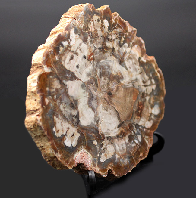 濃淡あるブラウンが作り出す複雑で美しい断面の模様にご注目！三畳紀、約２億４８００万年前の木の化石、その名は珪化木（Petrified wood）（その7）