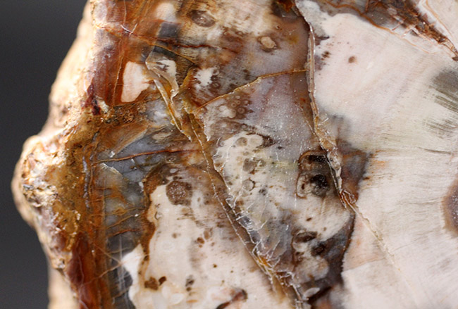 濃淡あるブラウンが作り出す複雑で美しい断面の模様にご注目！三畳紀、約２億４８００万年前の木の化石、その名は珪化木（Petrified wood）（その9）