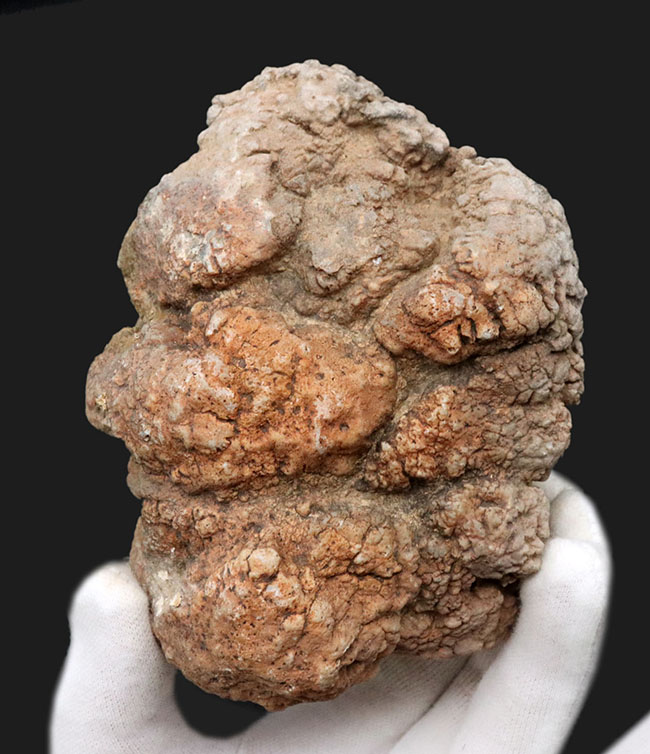 700グラムを超えるヘビー級標本!米国ユタ州ジュラ紀の恐竜の糞(うんち)が化石化した鉱物、コプロライト(Coprolite)(その1)