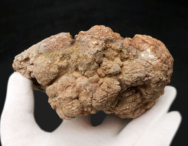 700グラムを超えるヘビー級標本!米国ユタ州ジュラ紀の恐竜の糞(うんち)が化石化した鉱物、コプロライト(Coprolite)(その3)