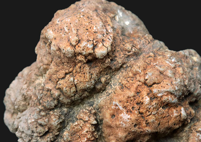 700グラムを超えるヘビー級標本!米国ユタ州ジュラ紀の恐竜の糞(うんち)が化石化した鉱物、コプロライト(Coprolite)(その4)