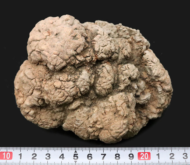 700グラムを超えるヘビー級標本!米国ユタ州ジュラ紀の恐竜の糞(うんち)が化石化した鉱物、コプロライト(Coprolite)(その6)