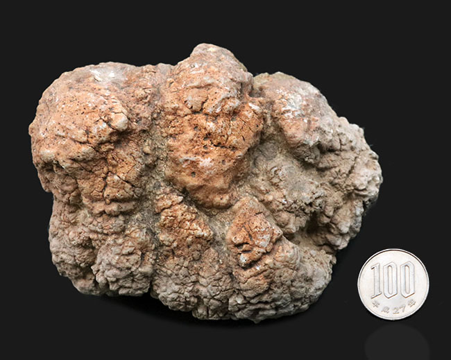 700グラムを超えるヘビー級標本!米国ユタ州ジュラ紀の恐竜の糞(うんち)が化石化した鉱物、コプロライト(Coprolite)(その7)