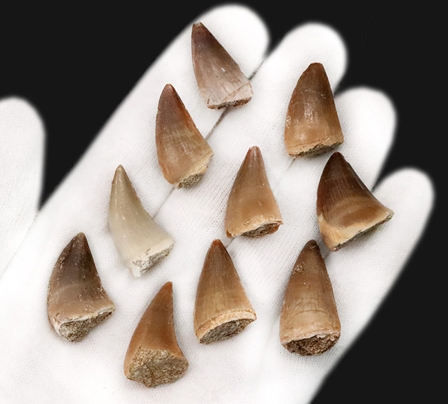 【お得な10個セット】白亜紀の王者 モササウルス（Mosasaurus）の歯化石セット標本（その2）