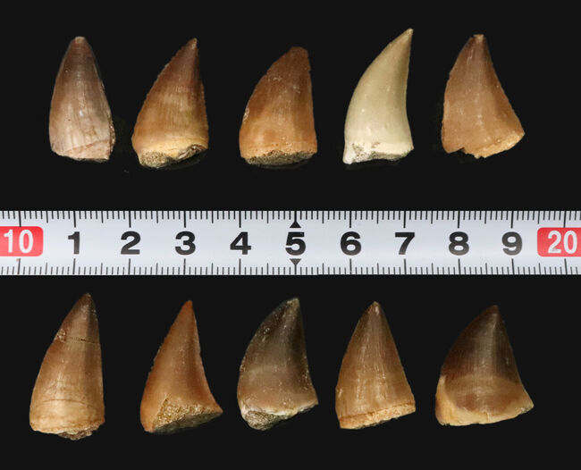 【お得な10個セット】白亜紀の王者 モササウルス（Mosasaurus）の歯化石セット標本（その4）