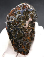最大部８７ミリ、厚み６ミリ！大サイズかつ極厚の、立派なケニア産のパラサイト隕石