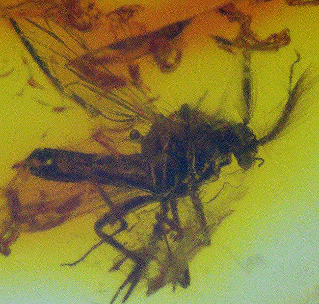 およそ４０００万年前のヌカカ科の虫が包まれたバルト海産琥珀（Amber）（その1）