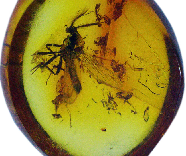 およそ４０００万年前のヌカカ科の虫が包まれたバルト海産琥珀（Amber）（その2）