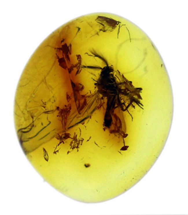 およそ４０００万年前のヌカカ科の虫が包まれたバルト海産琥珀（Amber）（その3）