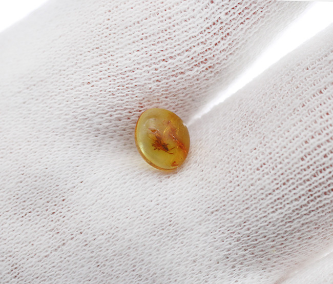およそ４０００万年前のヌカカ科の虫が包まれたバルト海産琥珀（Amber）（その4）