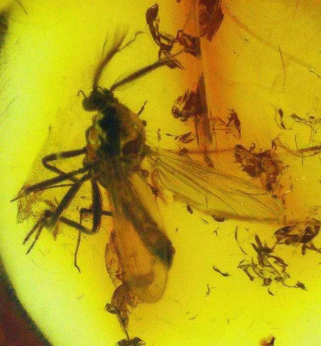 およそ４０００万年前のヌカカ科の虫が包まれたバルト海産琥珀（Amber）（その5）