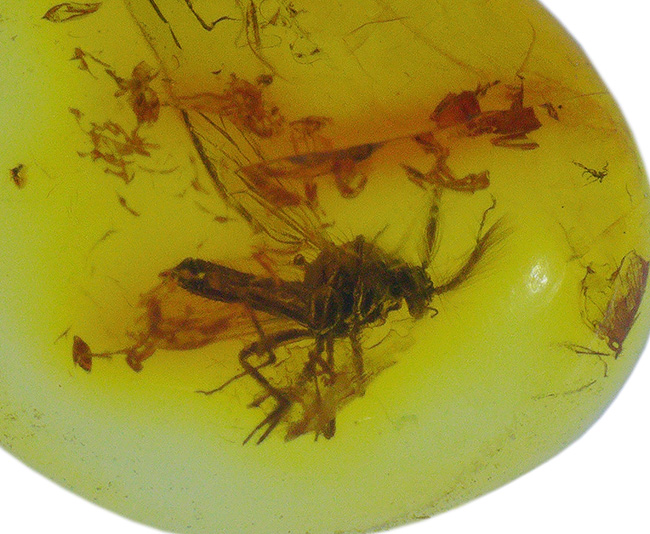 およそ４０００万年前のヌカカ科の虫が包まれたバルト海産琥珀（Amber）（その6）