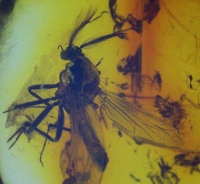 およそ４０００万年前のヌカカ科の虫が包まれたバルト海産琥珀（Amber）（その7）