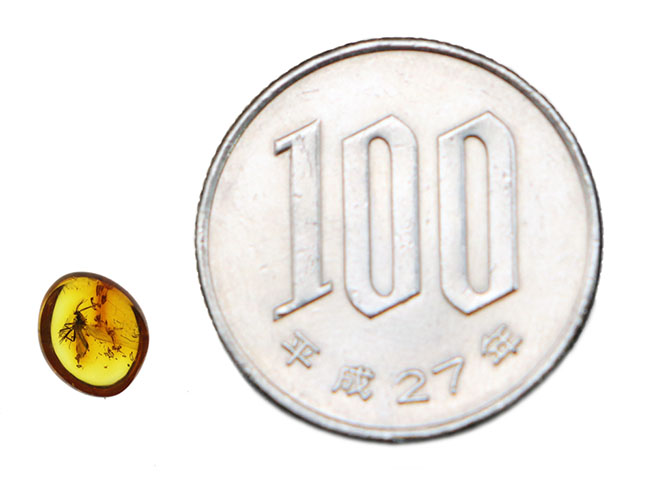 およそ４０００万年前のヌカカ科の虫が包まれたバルト海産琥珀（Amber）（その8）
