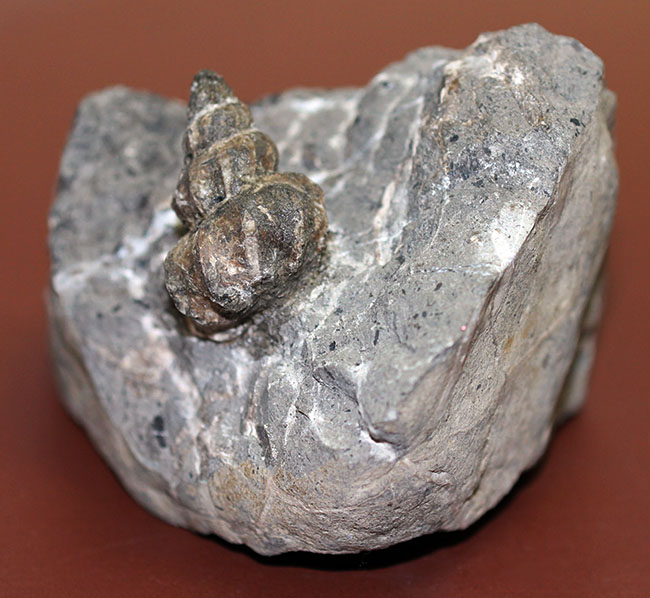 アイヌ民族に名前の由来を持つアイノセラス・パウシコスタータム(Ainoceras paucicostatum)の成長初期段階の標本(その1)