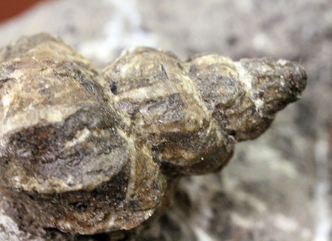 アイヌ民族に名前の由来を持つアイノセラス・パウシコスタータム(Ainoceras paucicostatum)の成長初期段階の標本(その11)