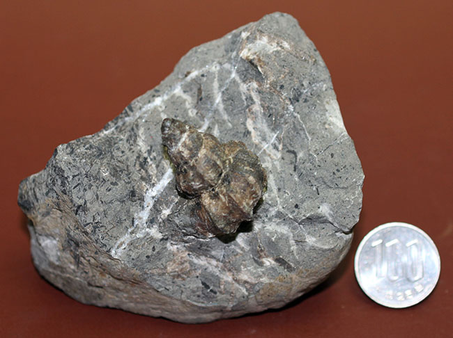 アイヌ民族に名前の由来を持つアイノセラス・パウシコスタータム(Ainoceras paucicostatum)の成長初期段階の標本(その14)