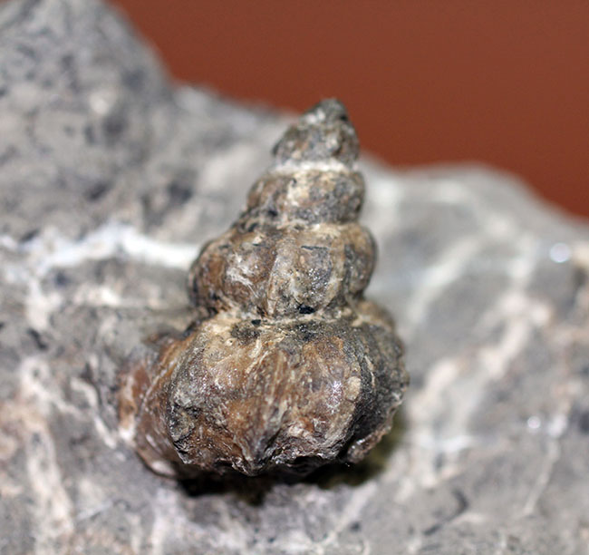 アイヌ民族に名前の由来を持つアイノセラス・パウシコスタータム(Ainoceras paucicostatum)の成長初期段階の標本(その2)