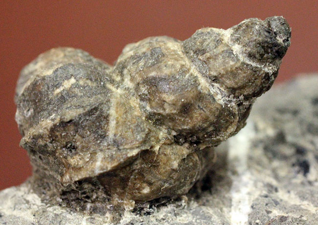 アイヌ民族に名前の由来を持つアイノセラス・パウシコスタータム(Ainoceras paucicostatum)の成長初期段階の標本(その3)