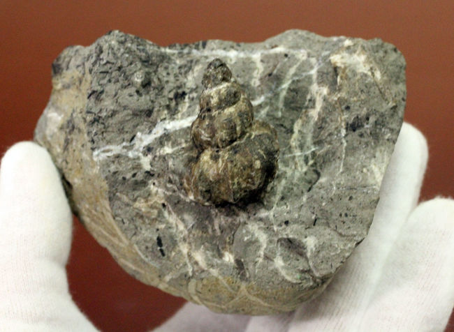 アイヌ民族に名前の由来を持つアイノセラス・パウシコスタータム(Ainoceras paucicostatum)の成長初期段階の標本(その7)
