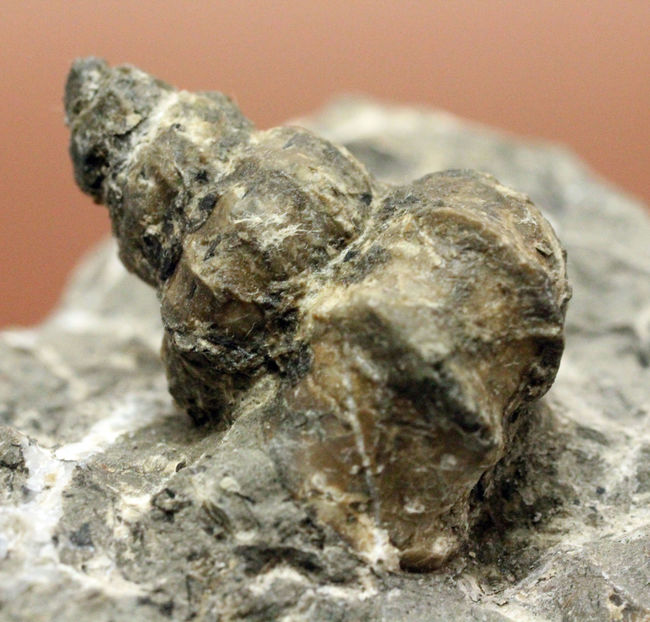 アイヌ民族に名前の由来を持つアイノセラス・パウシコスタータム(Ainoceras paucicostatum)の成長初期段階の標本(その8)