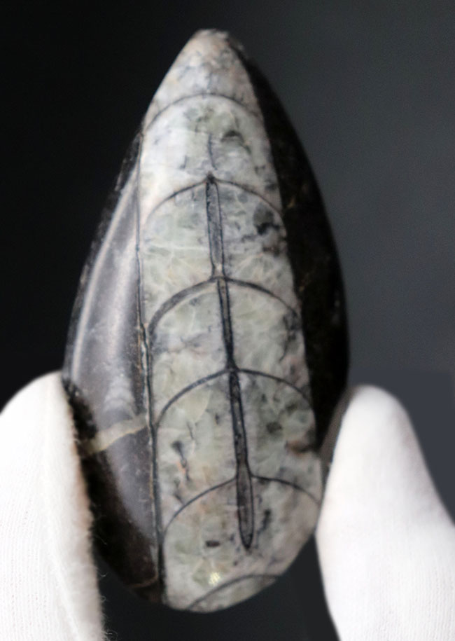 モロッコ産、頭足類オルソセラス(Orthoceras)の化石。(その2)