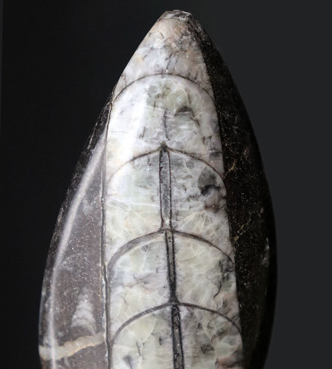 モロッコ産、頭足類オルソセラス（Orthoceras）の化石。（その3）