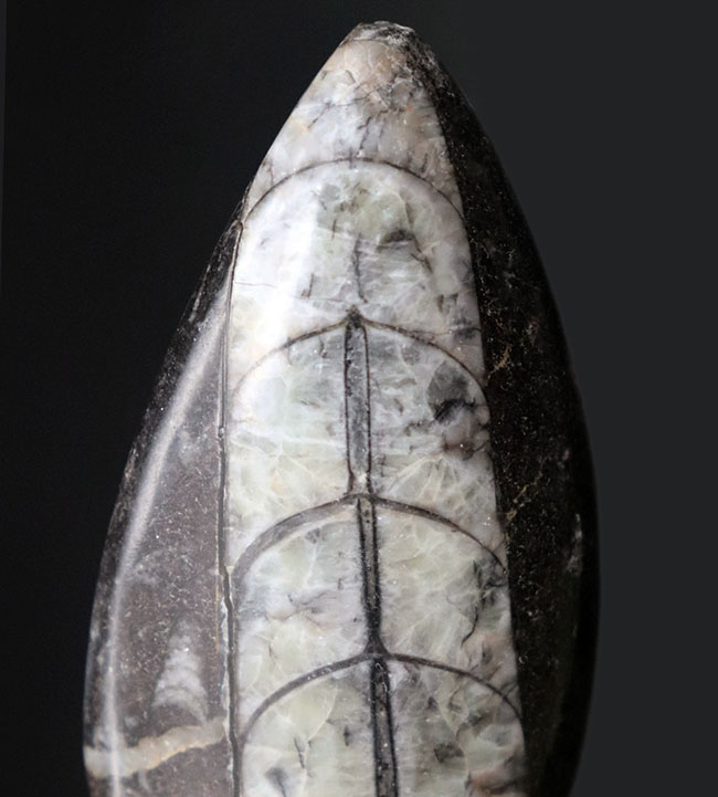 モロッコ産、頭足類オルソセラス(Orthoceras)の化石。(その3)