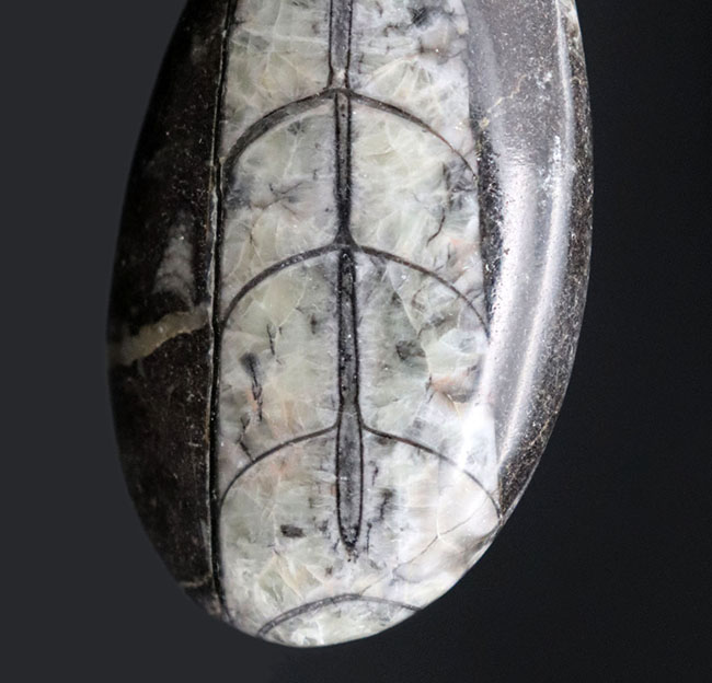 モロッコ産、頭足類オルソセラス(Orthoceras)の化石。(その4)