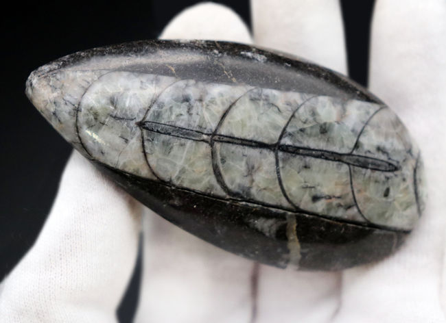モロッコ産、頭足類オルソセラス(Orthoceras)の化石。(その5)