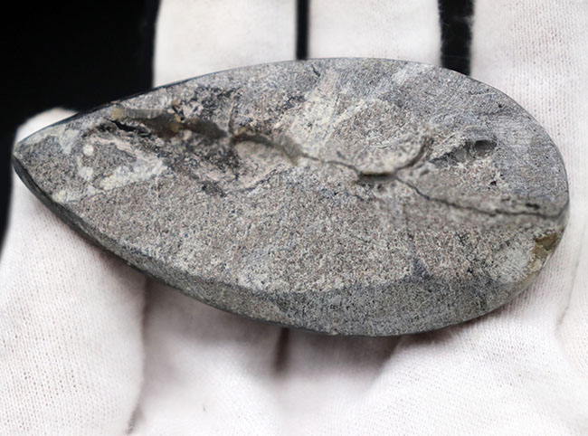 モロッコ産、頭足類オルソセラス（Orthoceras）の化石。（その6）