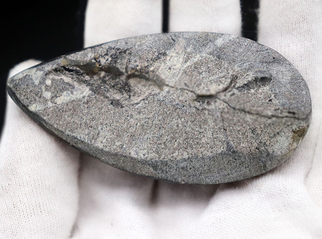 モロッコ産、頭足類オルソセラス(Orthoceras)の化石。(その6)