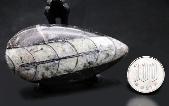 モロッコ産、頭足類オルソセラス（Orthoceras）の化石。 アンモナイト 販売