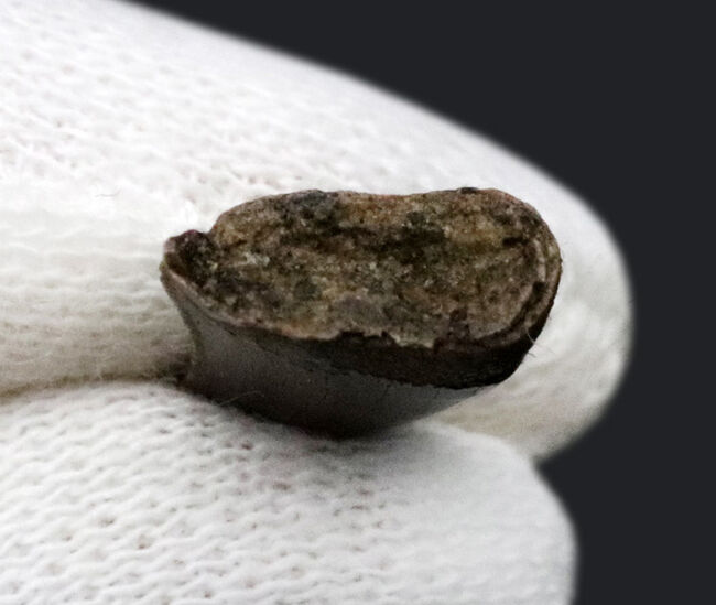 小型ながら厚みあり、モンタナ州カーター郡で採集された